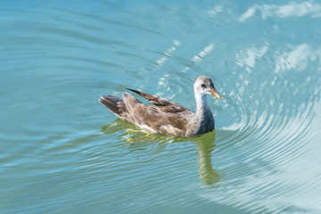 池を泳ぐバンの幼鳥