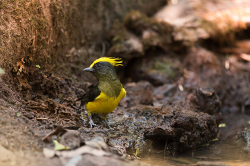 Yellow crested bird standing by a pond.
Bird watching and photography is a good hobby to implant our forest conservation.