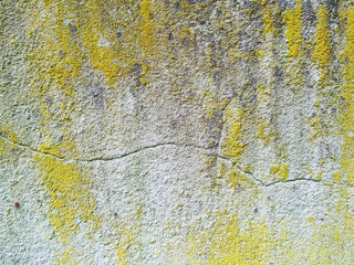 Moos an der Fassade