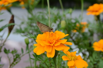花の蜜を吸う蝶