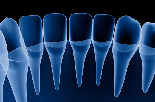 Transparent teeth scan, xray view . 3D illustration .
