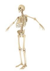 Human skeleton isolated , Medically accurate 3d illustration .