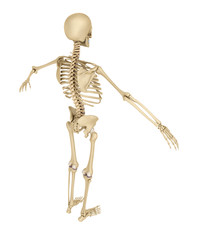Human skeleton isolated , Medically accurate 3d illustration .