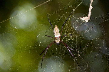 Spider web with background is a blur of nature green.Rear view