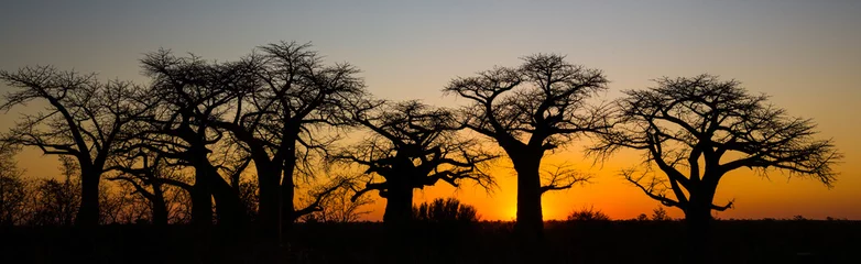 Foto op Canvas Baobab-zonsondergang in Savute Botswana © Reto Ammann