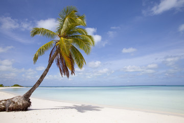 Inselparadies mit palmen, strand und türkis grünem Meer in der Südsee