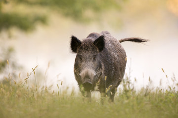 Wild boar in fog