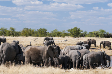 Obraz premium Herd of African elephants /Group of African elephants at a waterhole in Etosha National Park.