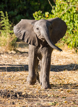 Baby Elephant in Chobe Botswana