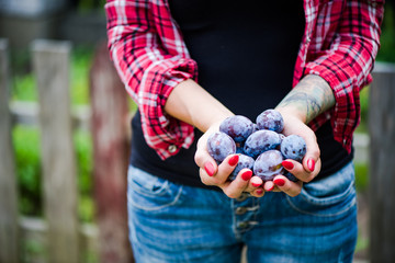Woman hands holding fresh blue plums