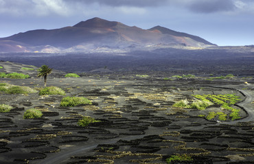 The Wine Valley of La Geria / Lanzarote / Canary Islands