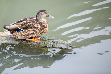 females of duck on the water