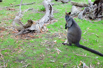 Little wallaby sitting on green field in wildlife park