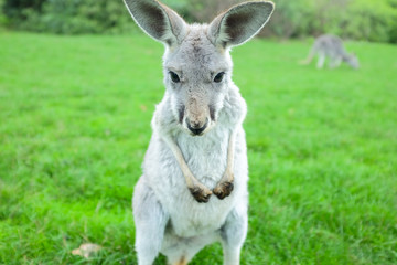 Fototapeta premium Little white kangaroo stand on green fields, close up