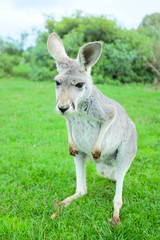 Naklejka na ściany i meble Little white kangaroo stand on green fields, close up