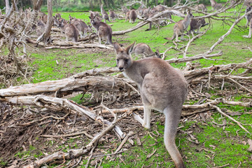 Little kangaroo stand among their family in wildlife park