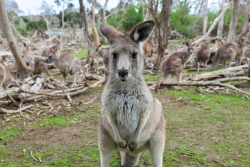 Naklejka na ściany i meble Little kangaroo stand among their family in wildlife park