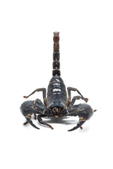 Scorpion isolated on white background