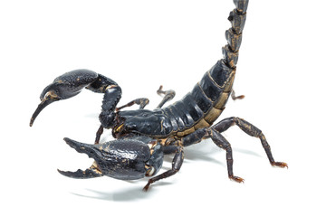 Scorpion isolated on white background