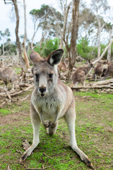Naklejka na ściany i meble Little kangaroo stand among their family in wildlife park