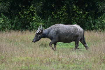 Buffalo in the fields in the morning.