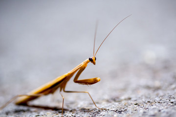 Mantis
