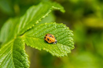 Beetle Larva