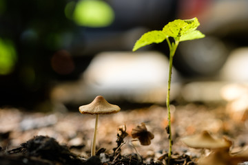 new born mushrooms growing