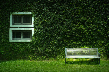 Green grass cover on house wall with white windows, Bench on green grass field