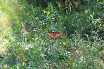 Monarch Butterfly Portrait
