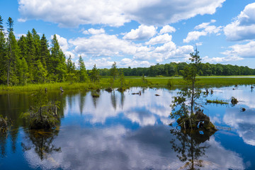 Tree Lake Green