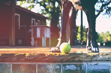 Family pet dog dripping water all over her tennis ball.