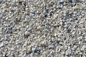 weiße Muscheln Hintergrund