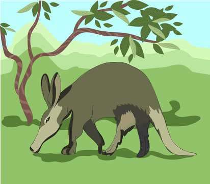 The Aardvark