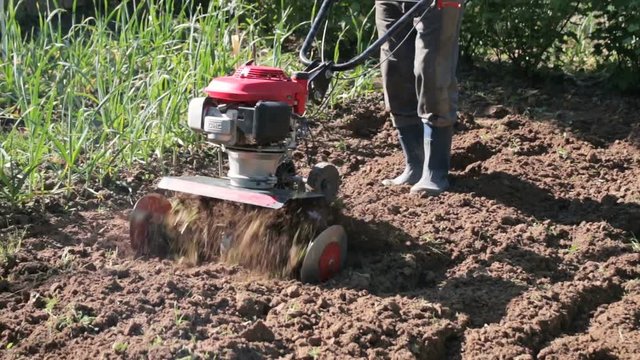 A man is a farmer in a suburban area, a vegetable garden, plows the land with a cultivator, a manual motor plow, throwing clay and soil. Close-up of a cultivator of a tractor