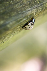 Ladybug