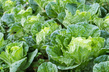 Agricultural fresh green chiness cabbage in farm
