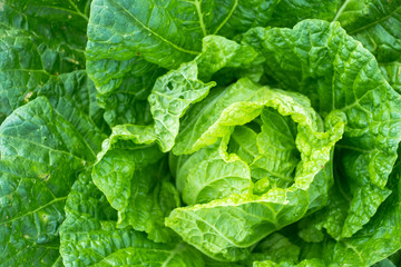 Agricultural fresh green chiness cabbage in farm