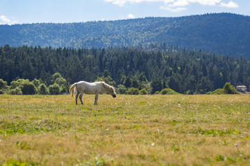 Fototapeta premium White horse