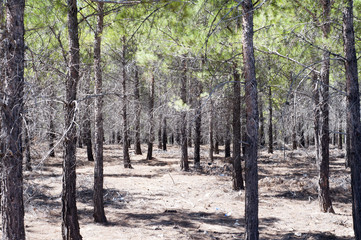 Forest, pine scenery, woodland