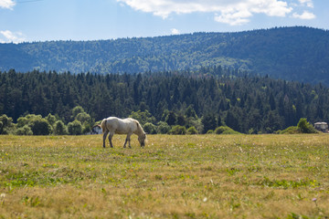 Fototapeta premium White horse