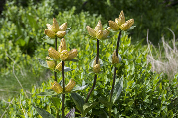 Gentiana punctata, the spotted gentian in bloom