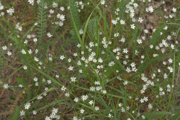 live pattern filled with white flowers of Greater stitchwort on the meadow