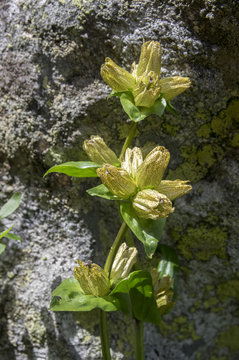 Gentiana punctata, the spotted gentian in bloom in front of the rock