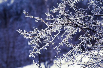 Beautiful frozen tree covered with icicles. Winter background.  - Powered by Adobe