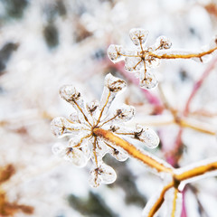 Some frozen beautiful aise-weed plants covered with icicles. Winter background. Selective focus. Shallow depth of field. Toned.