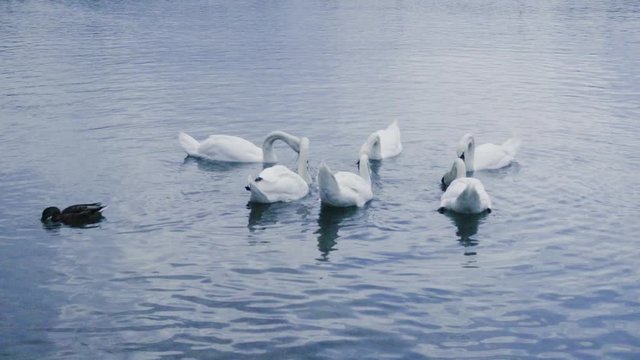 Grupo de cisnes