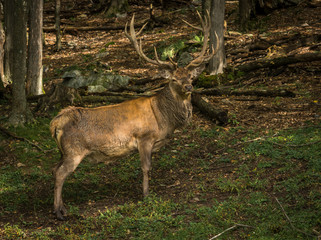 Waptiti looking a the camera while passing in the woods
