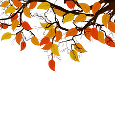 Autumn Colored Leaves Isolated on White