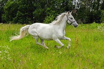 Naklejka na ściany i meble graceful white horse in a field